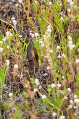 Masticophis lateralis lateralis