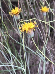 Thelesperma megapotamicum