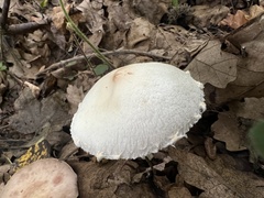 Lepiota erminea