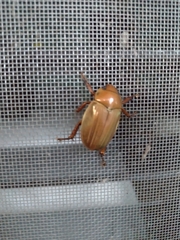 Pelidnota strigosa