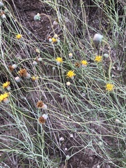 Thelesperma megapotamicum