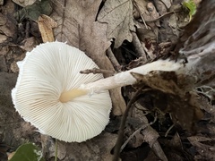 Lepiota erminea