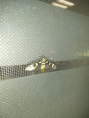 Syntomeida melanthus