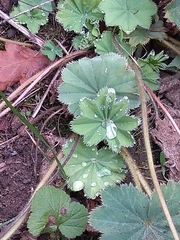 Alchemilla vulgaris