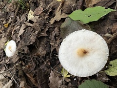 Lepiota erminea