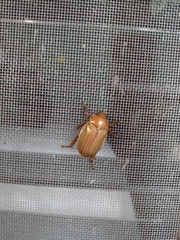 Pelidnota strigosa