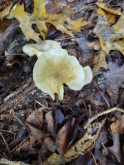 Gerronema strombodes