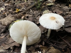 Lepiota erminea