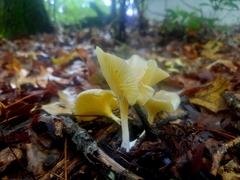 Gerronema strombodes