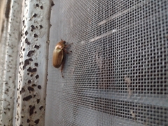 Pelidnota strigosa
