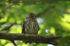 Glaucidium siju