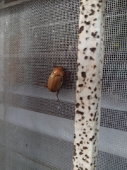 Pelidnota strigosa