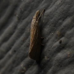 Eoreuma densellus