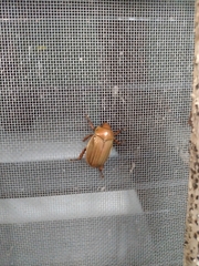 Pelidnota strigosa