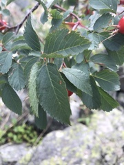 Rosa glauca
