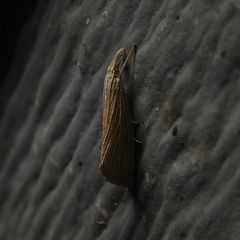 Eoreuma densellus