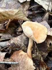 Lactifluus hygrophoroides
