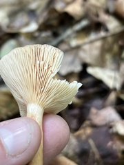 Lactifluus hygrophoroides