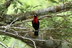 Ramphocelus nigrogularis