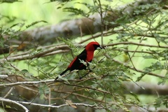 Ramphocelus nigrogularis