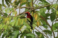 Ramphocelus nigrogularis