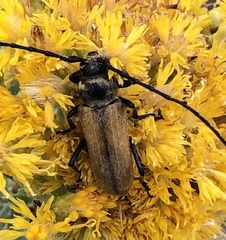 Cerambycidae
