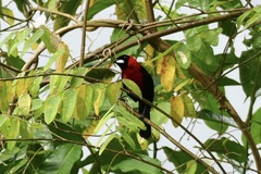 Ramphocelus nigrogularis