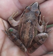 Rana