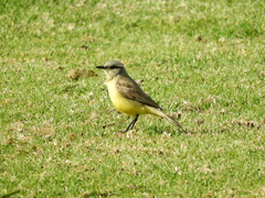 Machetornis rixosa
