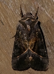 Chrysodeixis