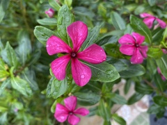 Catharanthus roseus