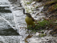 Machetornis rixosa