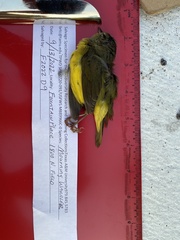 Geothlypis philadelphia