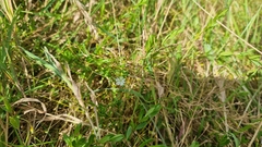 Stellaria graminea