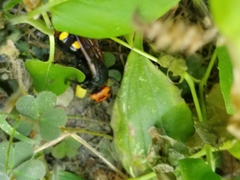 Megascolia maculata maculata