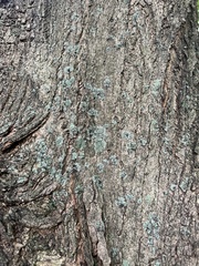 Lecanora thysanophora