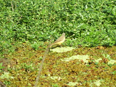 Machetornis rixosa