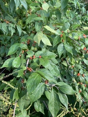 Ilex