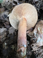 Lactarius decipiens