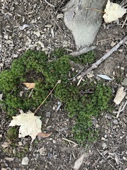 Atrichum undulatum
