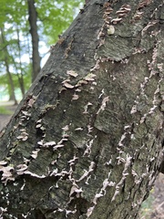 Trichaptum abietinum