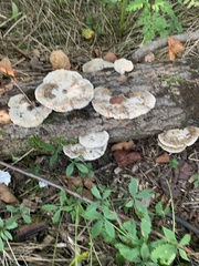 Trametes elegans