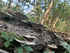 Trametes elegans
