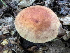 Lactarius decipiens