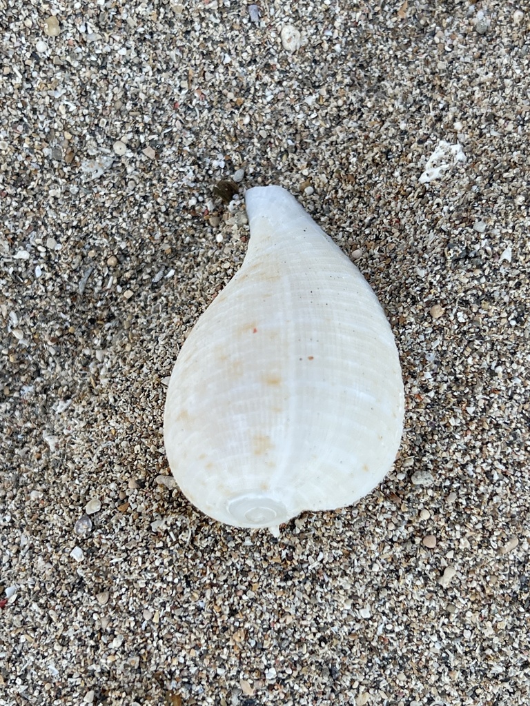 Atlantic Figsnail (Ficus ficus)