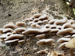 Gloeoporus dichrous