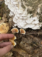 Gloeoporus dichrous