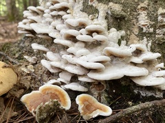 Gloeoporus dichrous