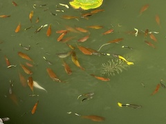 Poecilia reticulata