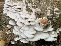 Gloeoporus dichrous